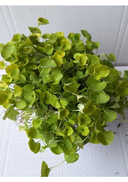 Dichondra Repens- Fare Kulağı Çiçeği 1 Adet Saksılı Bahçe-Balkon Çiçeği modelleri