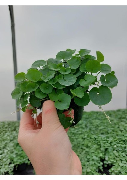 Gölge Çimi Dichondra Repens Fare Kulağı 10CM Saksılı Zemin Çiçeği