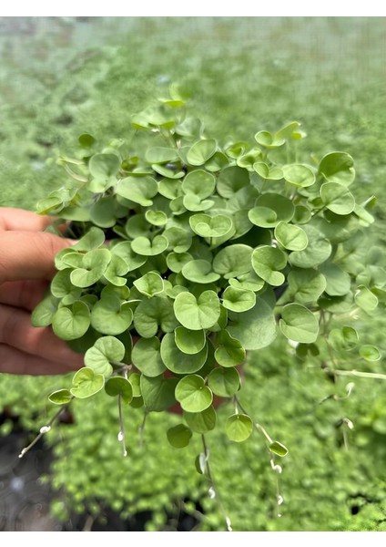 Gölge Çimi Dichondra Repens Fare Kulağı 10CM Saksılı Zemin Çiçeği fiyatları