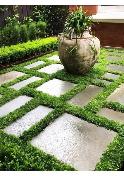 Gölge Çimi Dichondra Repens Fare Kulağı 10CM Saksılı Zemin Çiçeği modelleri