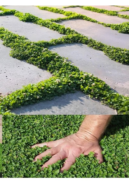 Gölge Çimi Dichondra Repens Fare Kulağı 10CM Saksılı Zemin Çiçeği fırsatları