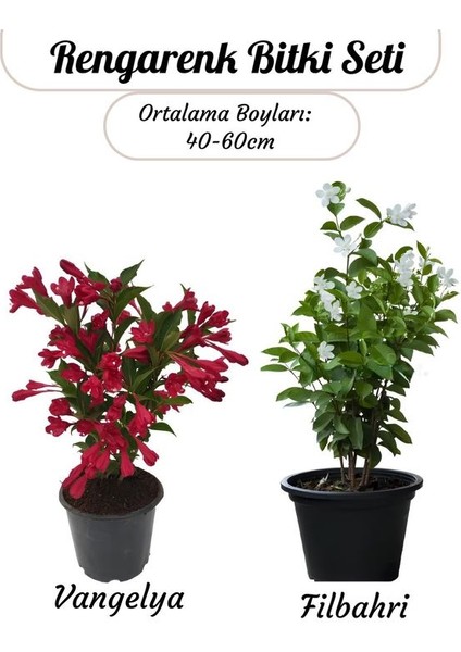 Özel Set Kırmızı Renk Vangelya Gelin Tacı Çiçeği & Kokulu Beyaz Filbahri Çiçeği