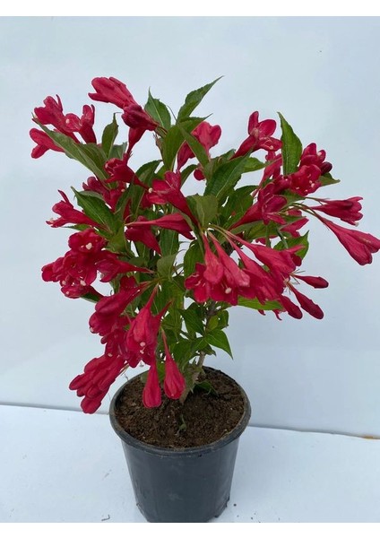 Özel Set Kırmızı Renk Vangelya Gelin Tacı Çiçeği & Kokulu Beyaz Filbahri Çiçeği fırsatları