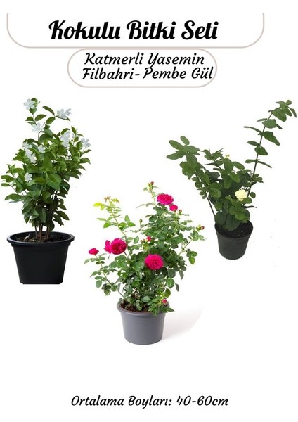 Ağaç Şakayığı -Filbahri +Kokulu Isparta Gülü+ Kırmızı Renk Begonvil Çiçeği indirimleri