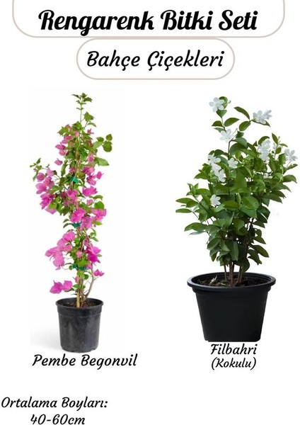 Kampanyalı Pembe Begonvil ve Filbahri – Saksılı Çiçekli Bahçeye Uygun 2’li Paket
