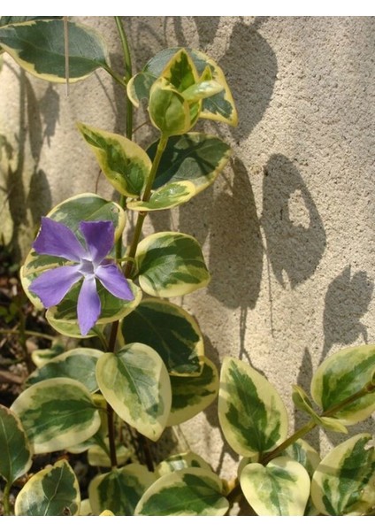 Vinca Major Variegata Mor Renk Cezayir Menekşesi 20-40CM Saksılı