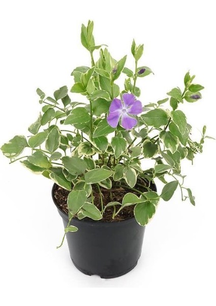 Vinca Major Variegata Mor Renk Cezayir Menekşesi 20-40CM Saksılı fiyatları