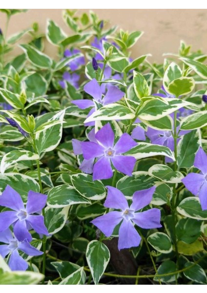 Saksılı Alacalı Vinca Cezayir Menekşesi (20–40 Cm) Peyzaj ve Sınır Bitkisi Için Ideal