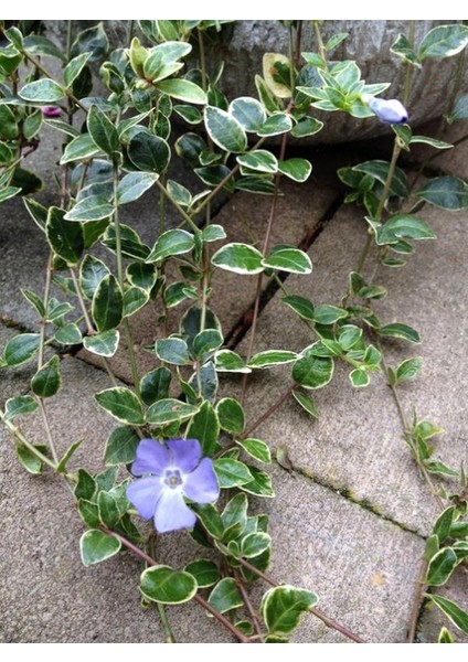 Saksılı Alacalı Vinca Cezayir Menekşesi (20–40 Cm) Peyzaj ve Sınır Bitkisi Için Ideal modelleri