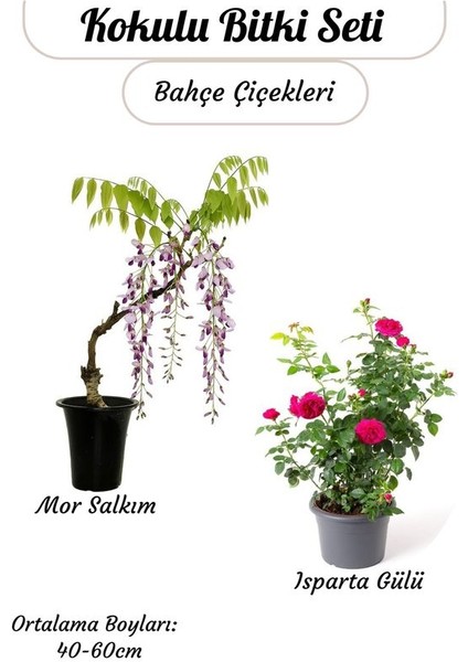 Avantajlı 2'li Bahçe Çiçeği Kokulu Mor Salkım + Reçellik Isparta Gülü Saksılı