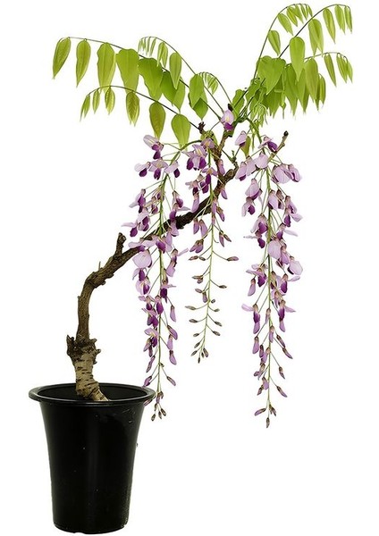 Avantajlı 2'li Bahçe Çiçeği Kokulu Mor Salkım + Reçellik Isparta Gülü Saksılı fiyatları