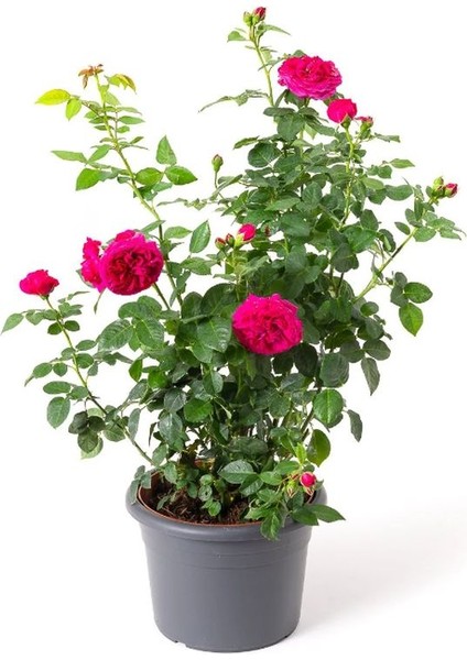 Avantajlı 2'li Bahçe Çiçeği Kokulu Mor Salkım + Reçellik Isparta Gülü Saksılı modelleri