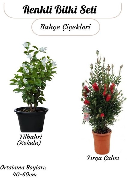 Kokulu Filbahri Sarmaşığı+ Fıça Çalısı Bahçe Bitkisi Saksılı