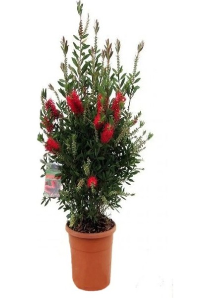 Kokulu Filbahri Sarmaşığı+ Fıça Çalısı Bahçe Bitkisi Saksılı fırsatları