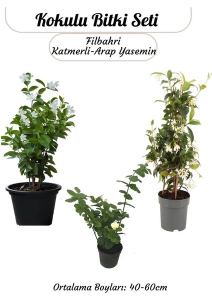 Katmerli Ful Yasemin+ Mor Leylak + Mis Kokulu Filbahri Ağaç Şakayığı Saksılı