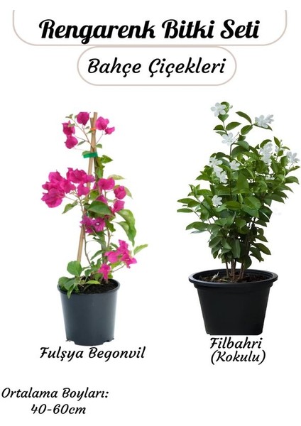 Kampanyalı Sarmaşık Bitki Seti Filbahri (Philadelphus)+ Fuşya Renk Begonvil Çiçeği