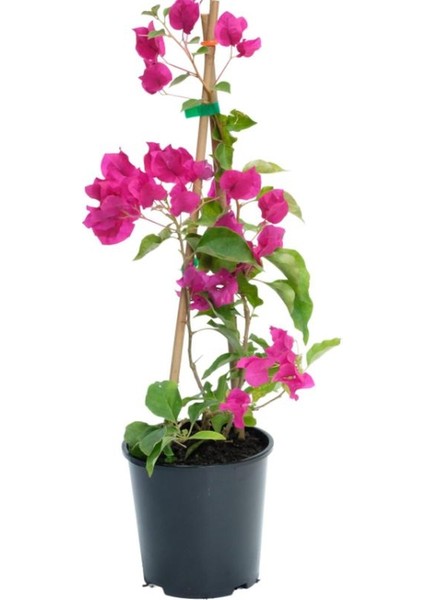 Kampanyalı Sarmaşık Bitki Seti Filbahri (Philadelphus)+ Fuşya Renk Begonvil Çiçeği fırsatları