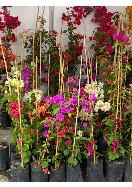 Kampanyalı Sarmaşık Bitki Seti Filbahri (Philadelphus)+ Fuşya Renk Begonvil Çiçeği indirimleri