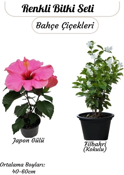 Japon Gülü (Pembe) ve Filbahri – Saksılı, Çiçekli, Bahçeye Uygun 2’li Paket