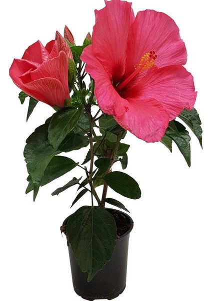 Japon Gülü (Pembe) ve Filbahri – Saksılı, Çiçekli, Bahçeye Uygun 2’li Paket indirimleri