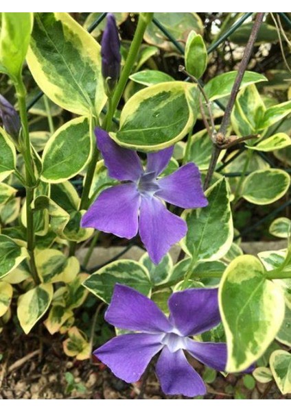 Vinca Minor Atropurpurea Mavi Cezayir Menekşesi Fidanı