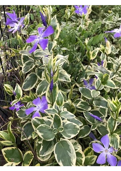 Vinca Minor Atropurpurea Mavi Cezayir Menekşesi Fidanı fiyatları