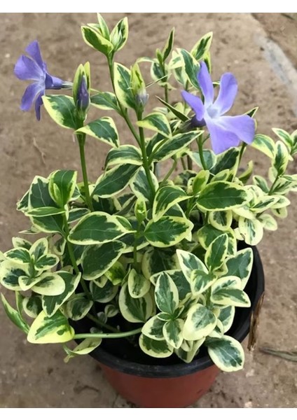 Vinca Minor Atropurpurea Mavi Cezayir Menekşesi Fidanı modelleri