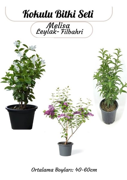 Avantajlı Kokulu Bitki Seti Leylak -Filbahri(Philadelphus)- Melisa (Saksılı)