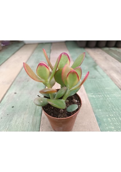 Crassula Ovata Hummels Sunset Para Ağacı Saksılı Sukulent 10-20 cm