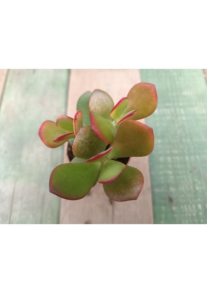 Crassula Ovata Hummels Sunset Para Ağacı Saksılı Sukulent 10-20 cm