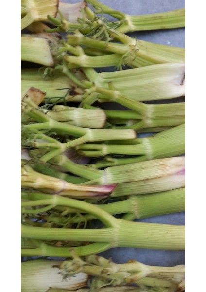 Çaşır (Yassı)5 kg Lıkbidona Salamura fiyatları