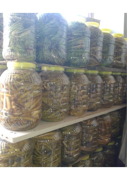 Çaşır (Yassı)5 kg Lıkbidona Salamura modelleri