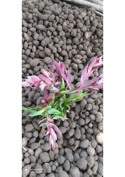 2 kg Salep Yumrusu Gıda Amaçlı