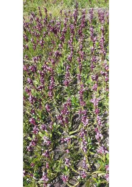 2 kg Salep Yumrusu Gıda Amaçlı fiyatları