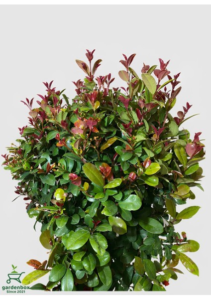 Eugenia Etna Fire Ağacı Fidanı Saksılı/tüplü 50-70CM Dış Mekan Ağacı