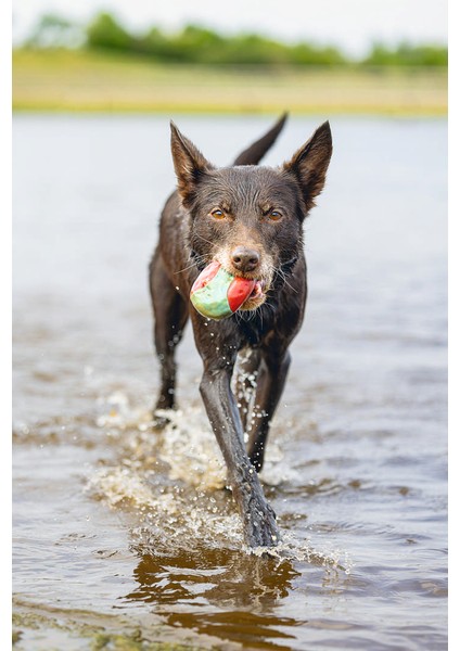 Köpek Oyuncağı, Yüzen, İçi Su Dolabilen Toplar, Mavi/kırmızı, 3 Adet, 6,2cm fırsatları