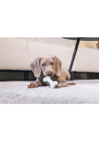 Yavru Köpek Diş Oyuncağı, Içi Dolu Halka, Kauçuk, Yeşil, 10CM Ynsmr fiyatları