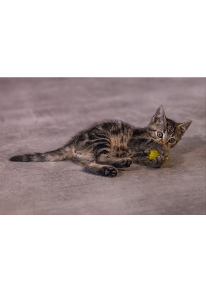 Yavru Kedi Oyuncağı, Hışırtılı Top, 4 Adet, 5cm Zrnet