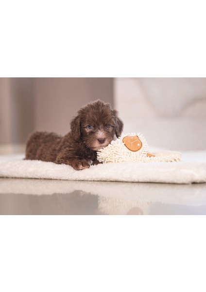 Yavru Köpek Oyuncağı, Peluş, Beyaz, 37x28x4cm fiyatları