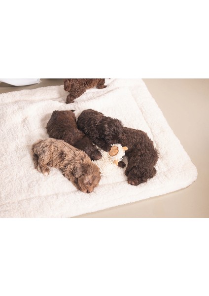 Yavru Köpek Oyuncağı, Peluş, Beyaz, 37x28x4cm fırsatları