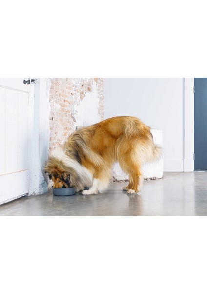 Dbl Köpek Mama Su Kabı, Mat Siyah Paslanmaz Çelik, 20CM, 1,9l Zrnet modelleri