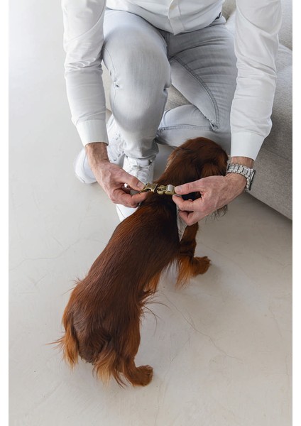 Köpek Göğüs Tasması, Neopren, Mavi, S, 38-44CM Zrnet