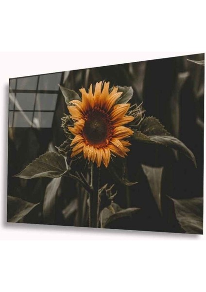 Ayiçeği Cam Tablo 4mm Dayanıklı Temperli Cam