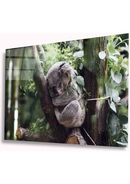 Koala Cam Tablo 4mm Dayanıklı Temperli Cam