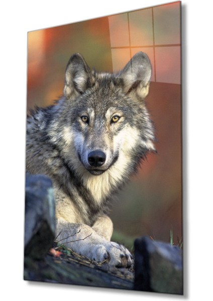 Kurt Hayvan Portresi Cam Tablo, Ev ve Ofis Duvar Dekoru, Hediyelik Büyük Temperli 4 mm Cam Tablo