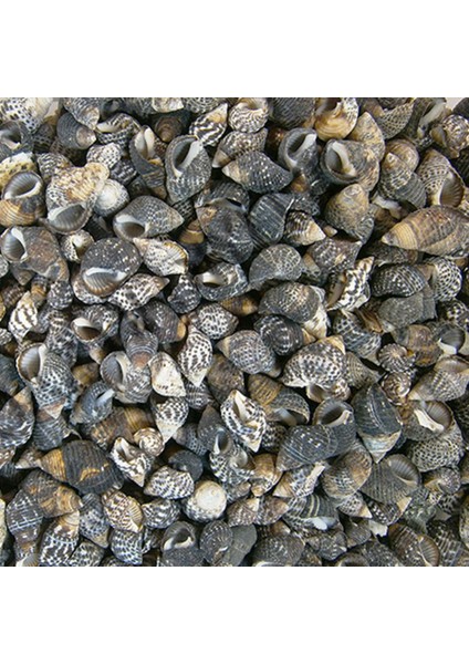 Nassarius Gaudiosus Kiloluk Deniz Kabuğu (250 Gr)