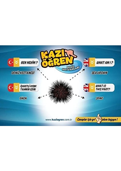 Öğren Deniz Hayvanları ve Kanatlı Hayvanlar Ingilizce Türkçe Eğitim Kartları Egzersizleri
