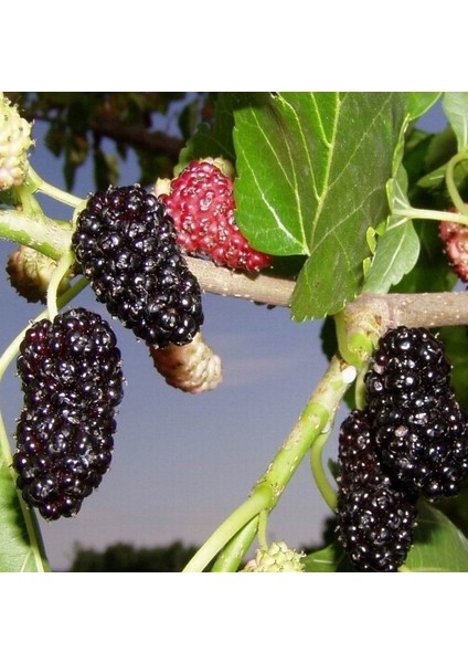 4 Yaş Siyah Dut Fidanı