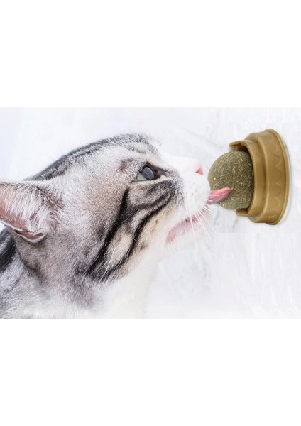Kedi Otu Oyun Topu