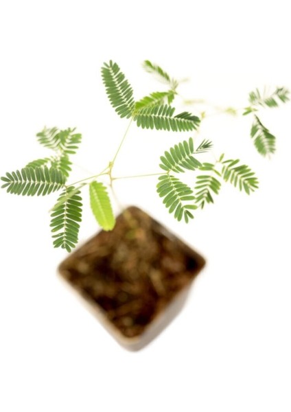 Küstüm Çiçeği Mimosa Pudica Hassas Çiçek 10-20 cm